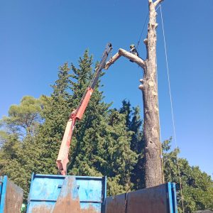 Élagage autour de Draguignan en Dracénie